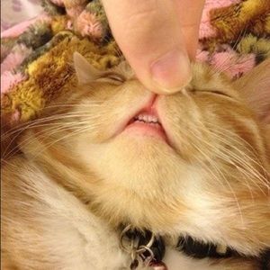 Meet your Posher, Mara